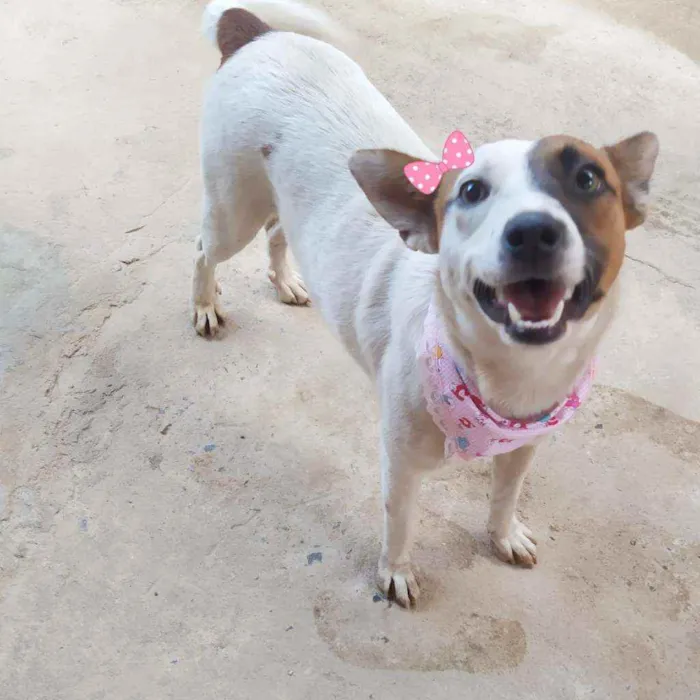 Cachorro ra a Srd idade 2 anos nome Lilica