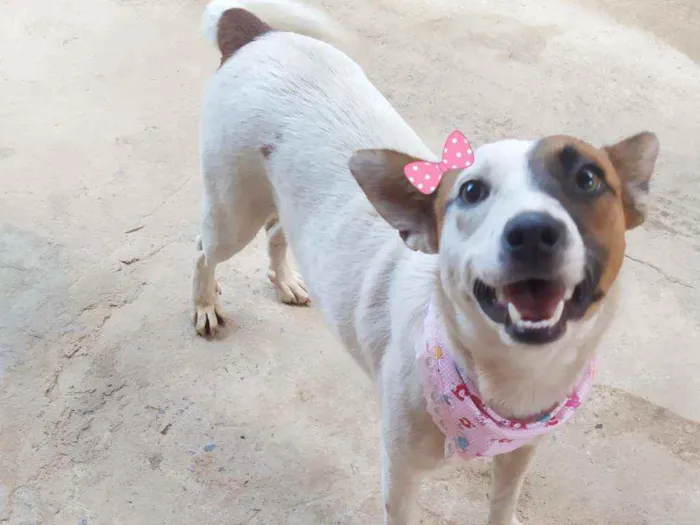 Cachorro ra a Srd idade 2 anos nome Lilica