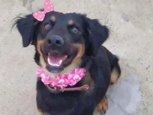 Cachorro raça Srd idade 1 ano nome cacau 