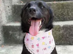Cachorro raça Srd idade 2 anos nome Charlote