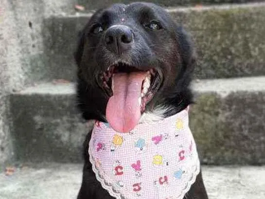 Cachorro ra a Srd idade 2 anos nome Charlote