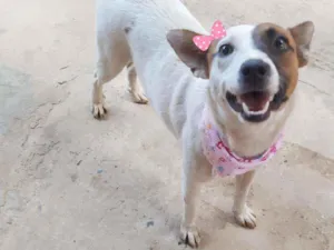 Cachorro raça Srd idade 2 anos nome Lilica