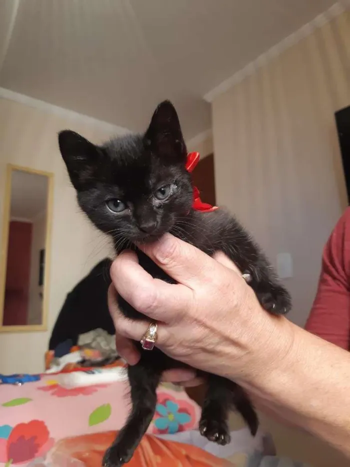 Gato raça SRD-ViraLata idade Abaixo de 2 meses nome Nina