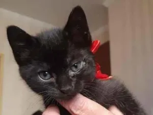 Gato raça SRD-ViraLata idade Abaixo de 2 meses nome Nina