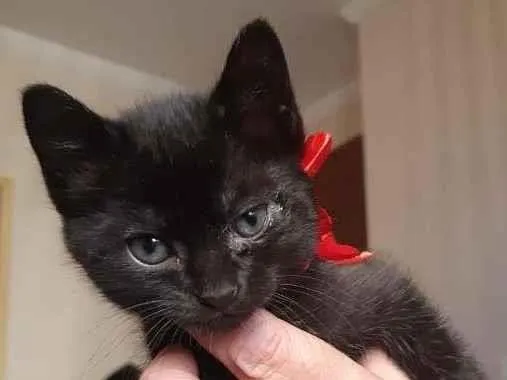 Gato raça SRD-ViraLata idade Abaixo de 2 meses nome Nina