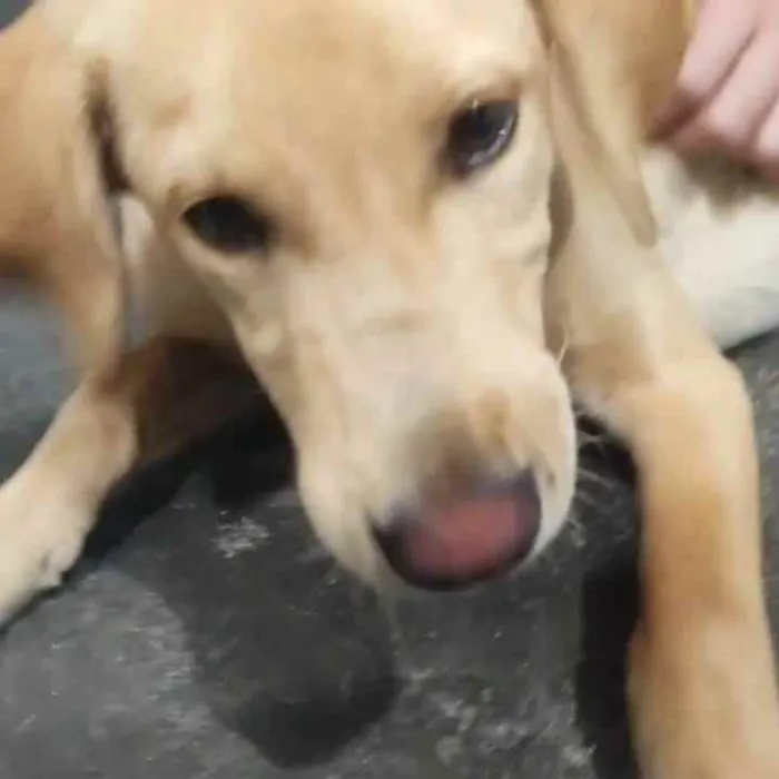 Cachorro ra a Labrador idade 2 a 6 meses nome Morgana