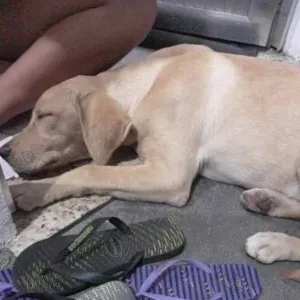 Cachorro raça Labrador idade 2 a 6 meses nome Morgana