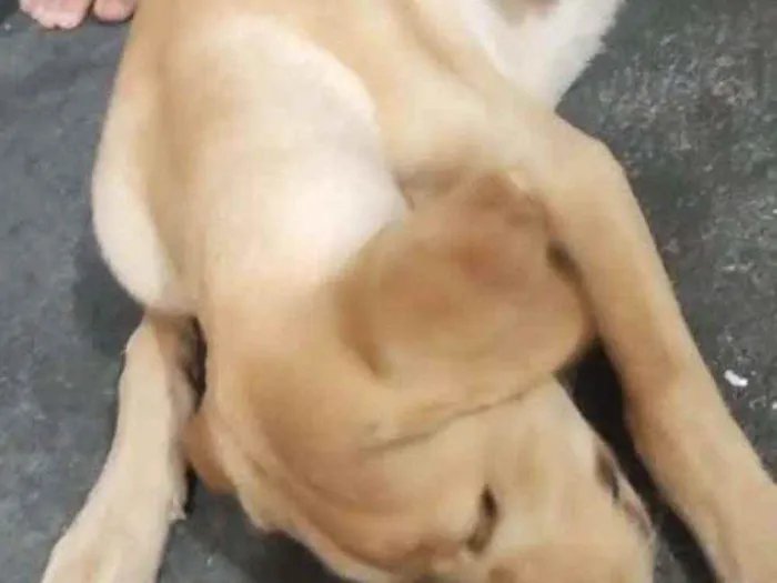 Cachorro ra a Labrador idade 2 a 6 meses nome Morgana