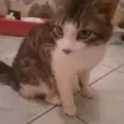 Bread Ricardo