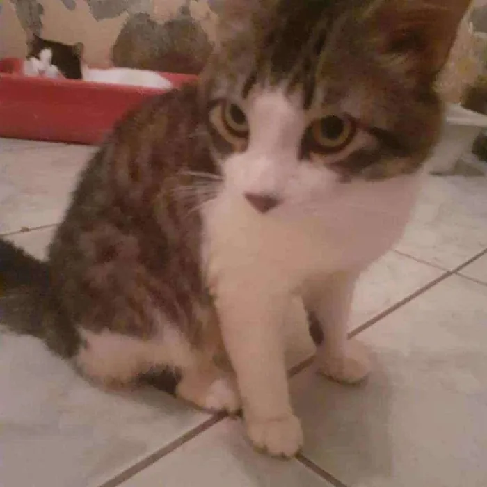 Gato ra a SRD idade 2 a 6 meses nome Bread Ricardo
