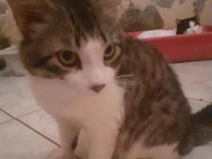 Gato ra a SRD idade 2 a 6 meses nome Bread Ricardo