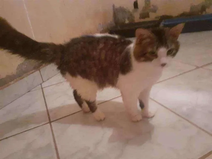 Gato ra a SRD idade 2 a 6 meses nome Bread Ricardo