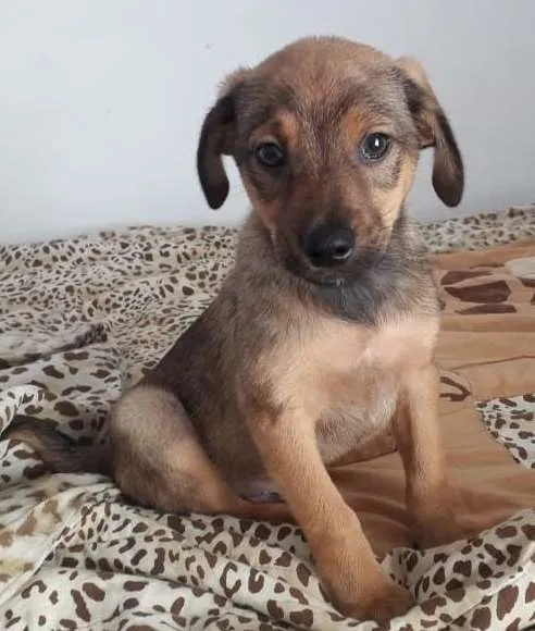 Cachorro raça SRD-ViraLata idade 2 a 6 meses nome ZECA