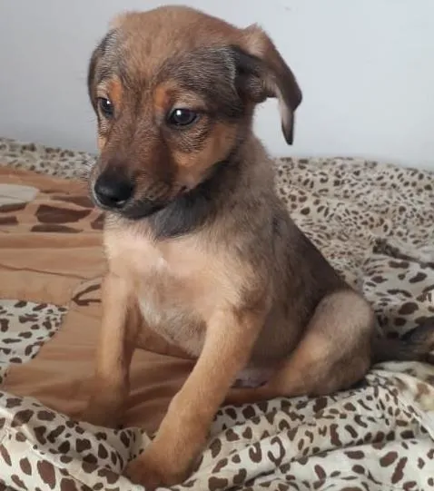 Cachorro raça SRD-ViraLata idade 2 a 6 meses nome ZECA