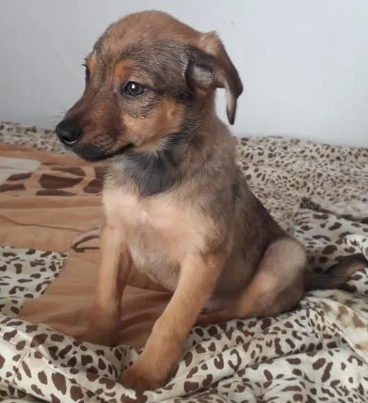 Cachorro raça SRD-ViraLata idade 2 a 6 meses nome ZECA