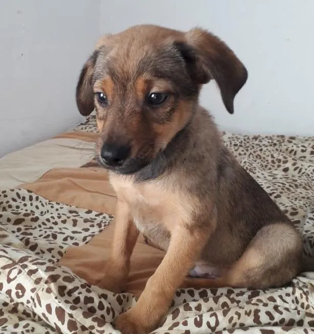 Cachorro raça SRD-ViraLata idade 2 a 6 meses nome ZECA