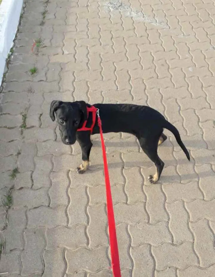 Cachorro ra a Vira lata idade 2 a 6 meses nome Max 