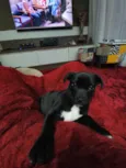 Cachorro raça SRD idade 2 a 6 meses nome Sem nome