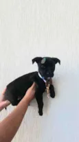 Cachorro raça SRD idade 2 a 6 meses nome Sem nome