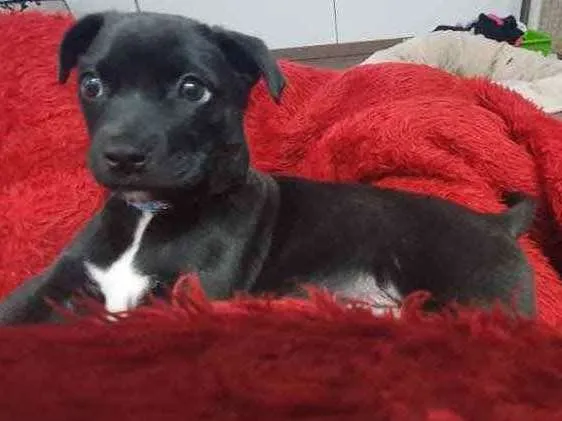 Cachorro raça SRD idade 2 a 6 meses nome Sem nome