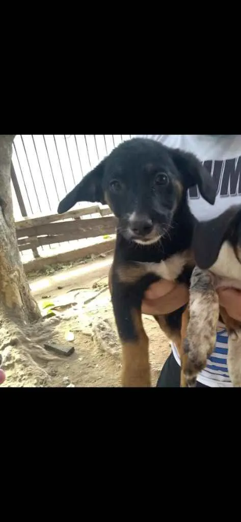 Cachorro ra a Vira Lata idade 2 a 6 meses nome Preta