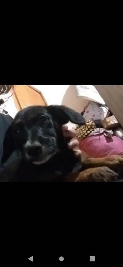 Cachorro ra a Vira Lata idade 2 a 6 meses nome Preta