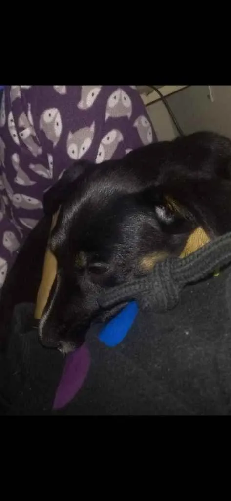 Cachorro ra a Vira Lata idade 2 a 6 meses nome Preta