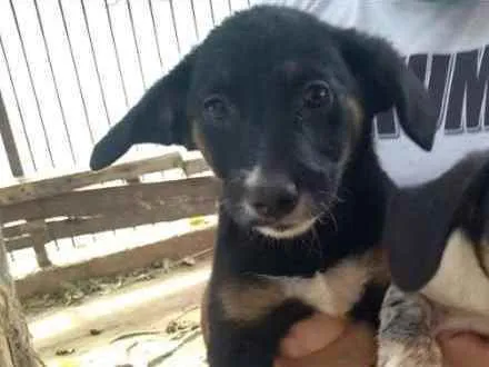 Cachorro ra a Vira Lata idade 2 a 6 meses nome Preta