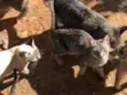 chorinhos