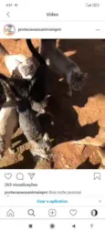 chorinhos