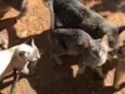 chorinhos