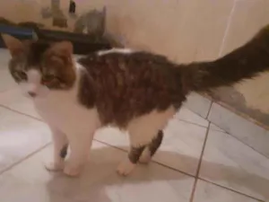 Gato raça SRD idade 2 a 6 meses nome Bread Ricardo