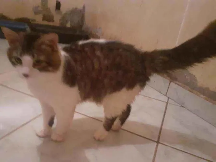 Gato ra a SRD idade 2 a 6 meses nome Bread Ricardo