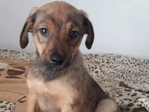 Cachorro raça SRD-ViraLata idade 2 a 6 meses nome ZECA