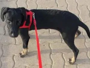 Cachorro raça Vira lata idade 2 a 6 meses nome Max 