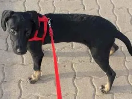 Cachorro ra a Vira lata idade 2 a 6 meses nome Max 