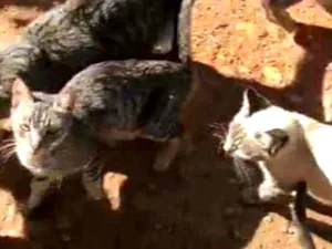 Gato raça srd idade 2 a 6 meses nome chorinhos