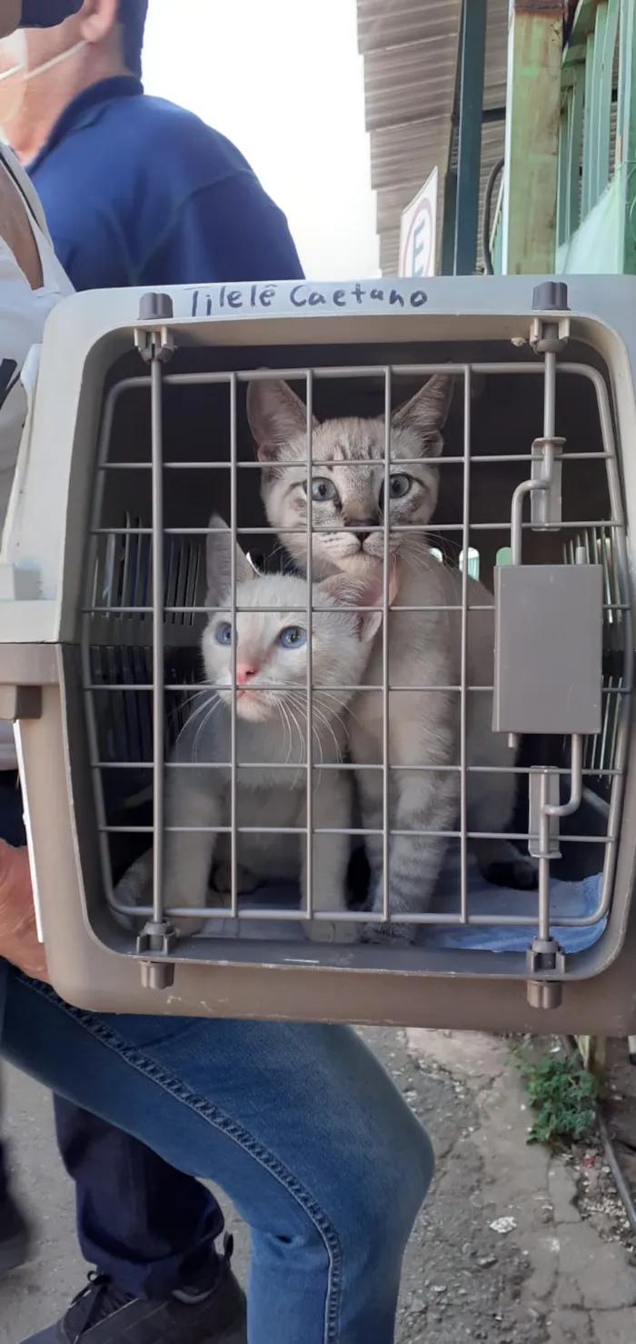 Gato ra a Desconheço idade 2 a 6 meses nome Sem nome