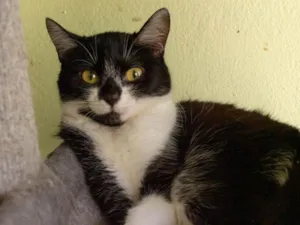 Gato raça SRD-ViraLata idade 1 ano nome Mercedes