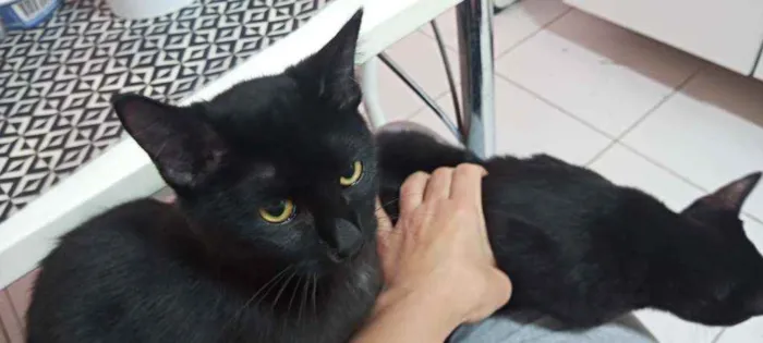 Gato ra a Gatos idade 2 a 6 meses nome Miguell e Mikaela