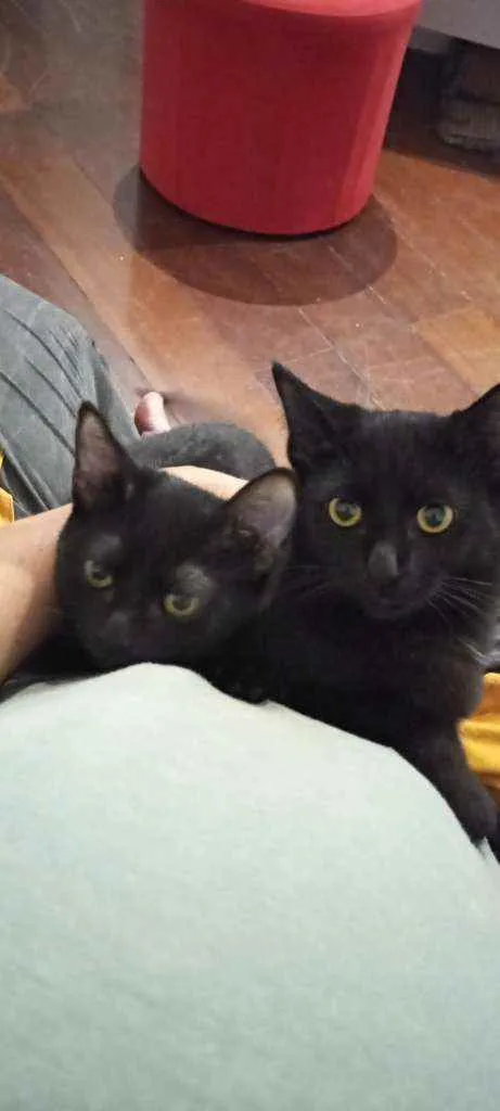 Gato ra a Gatos idade 2 a 6 meses nome Miguell e Mikaela