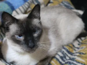 Gato raça SRD-ViraLata idade 5 anos nome Mutano 