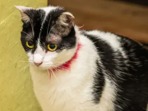 Gato raça SRD-ViraLata idade  nome Nitara 