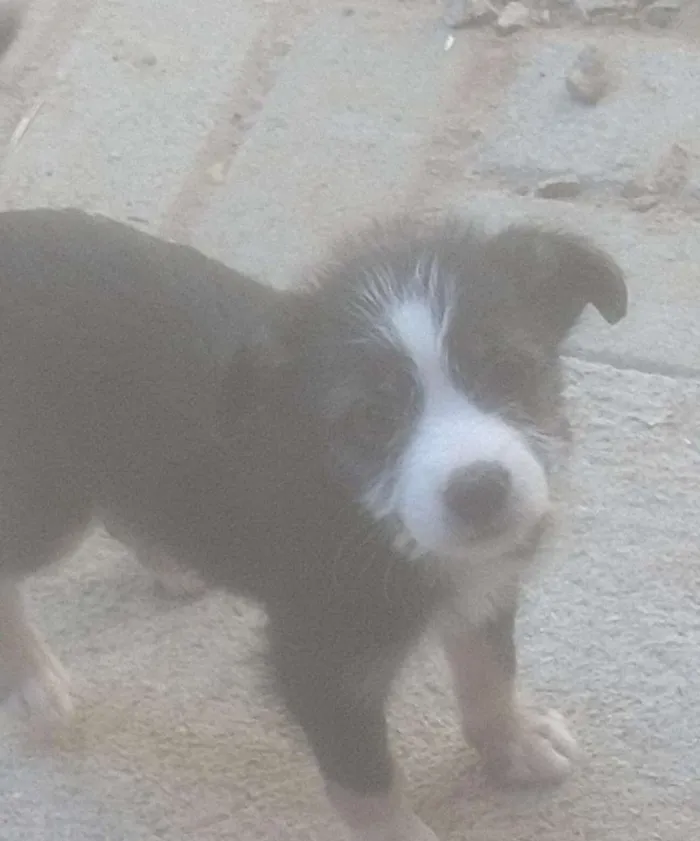 Cachorro ra a SRD idade 2 a 6 meses nome Sem nome. 