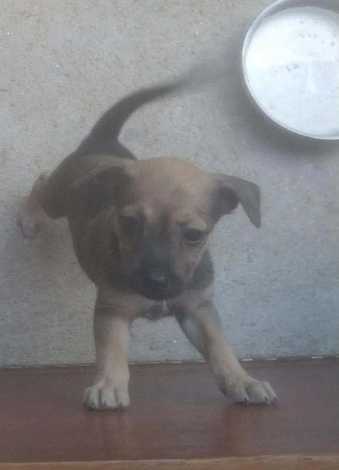 Cachorro ra a SRD idade 2 a 6 meses nome Sem nome. 