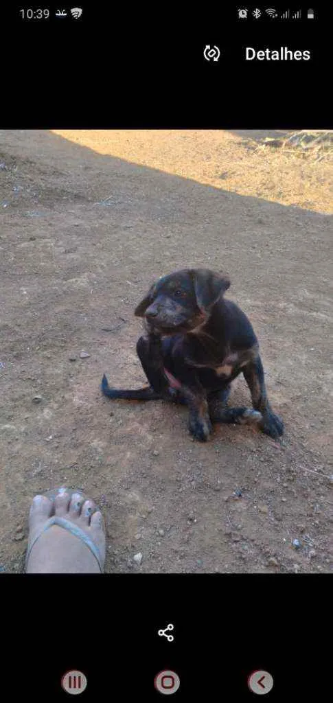 Cachorro raça Fila brasileiro com pit bull  idade 2 anos nome Campeão/kiara/kira 