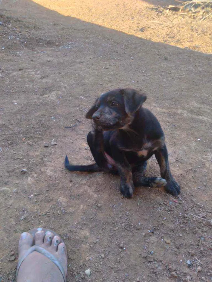 Cachorro raça Fila brasileiro com pit bull  idade 2 anos nome Campeão/kiara/kira 
