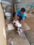 Campeão/kiara/kira 