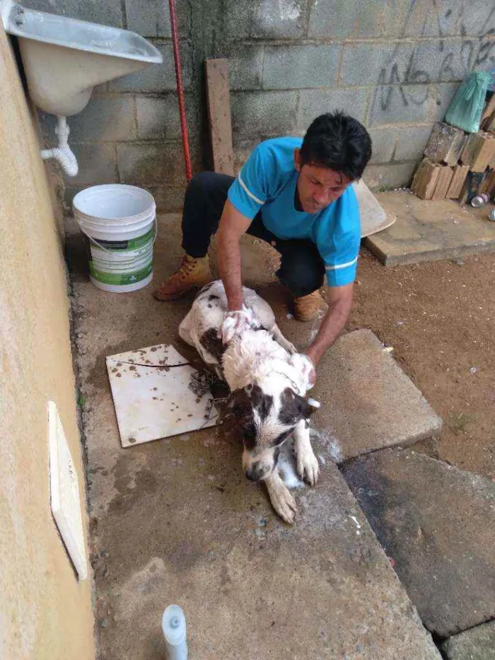 Cachorro raça Fila brasileiro com pit bull  idade 2 anos nome Campeão/kiara/kira 