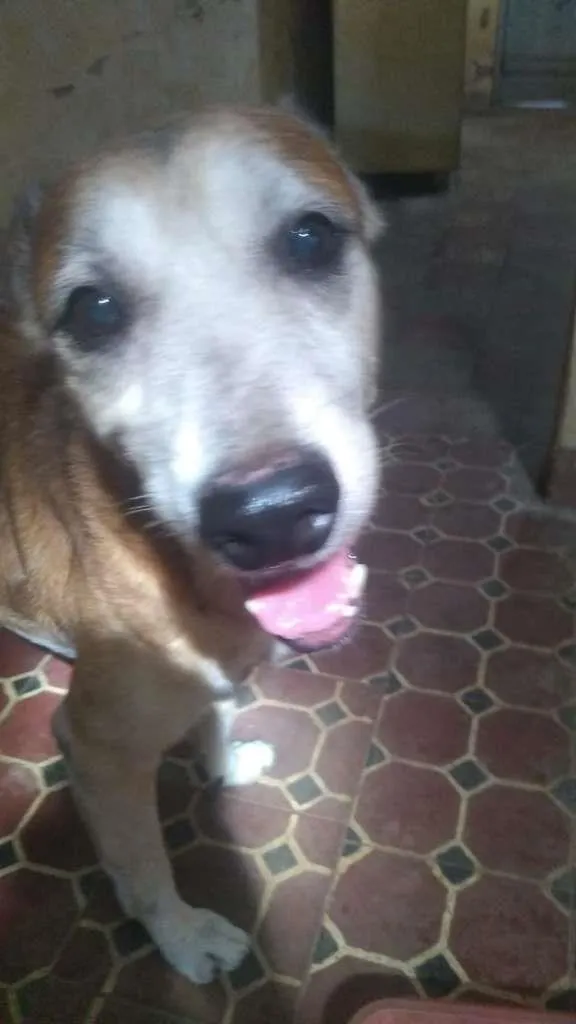 Cachorro ra a  idade 3 anos nome Sem nome